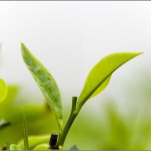 The Loose Leaf Sampler - Mixed