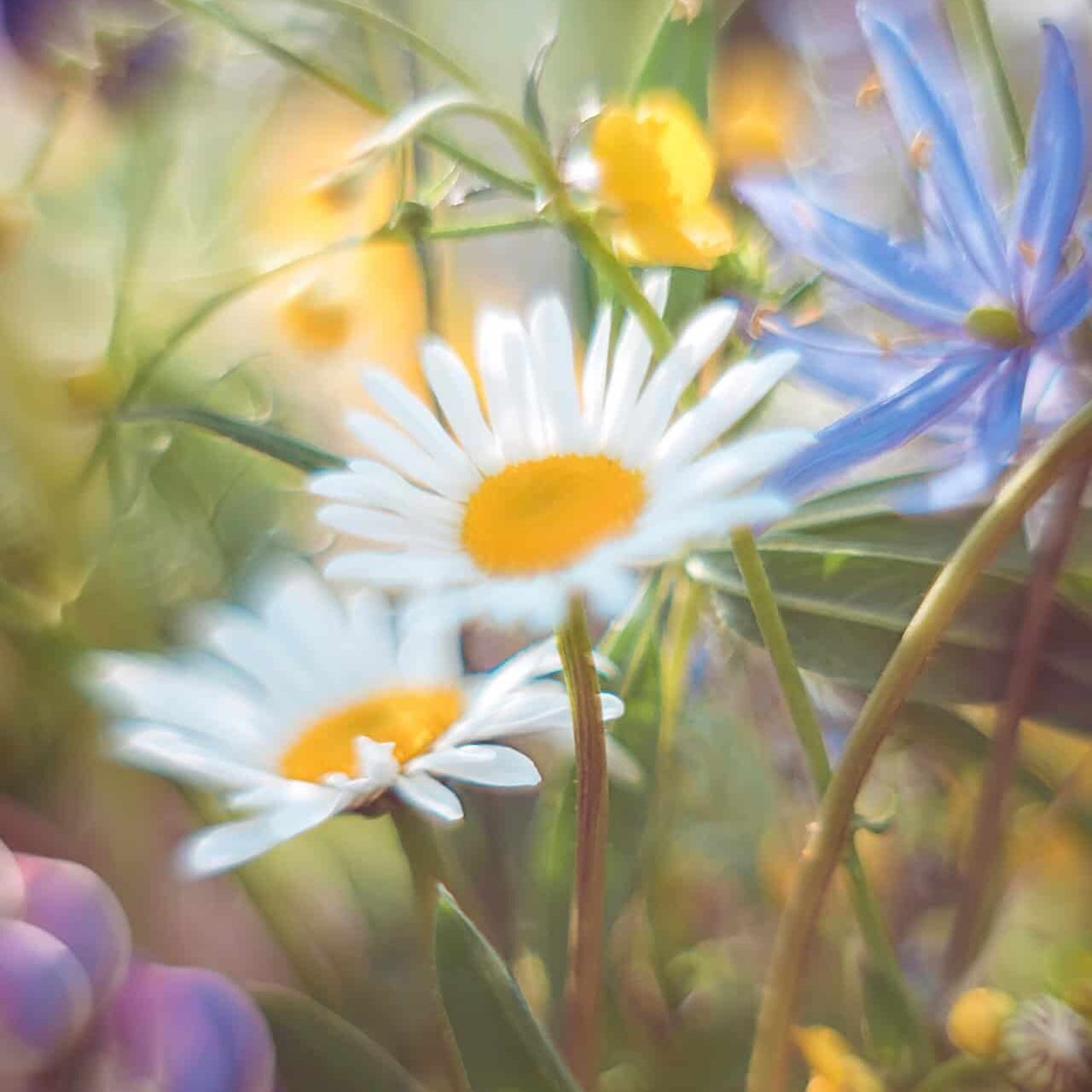 This Image uses a Photoshop Action created by PhotoStockSecrets