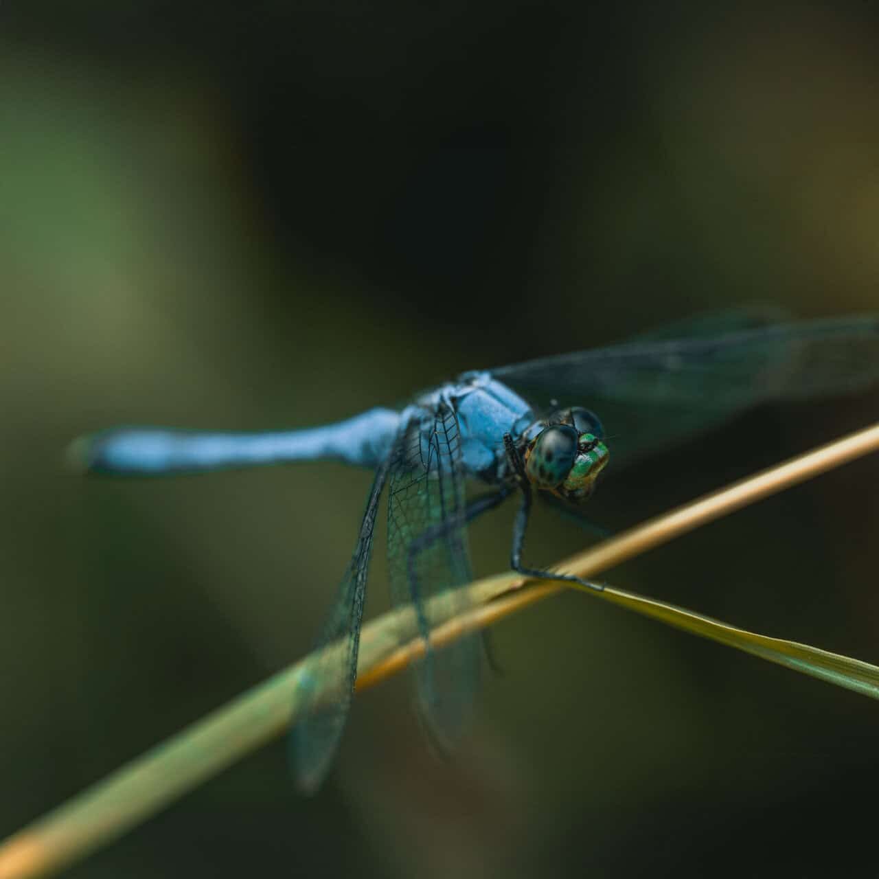 A macro of a common blue damselfly (enallagma cyathigerum) on a plant stem